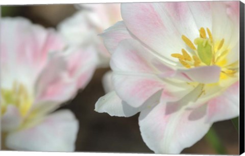 Framed Three Pinks CU Print