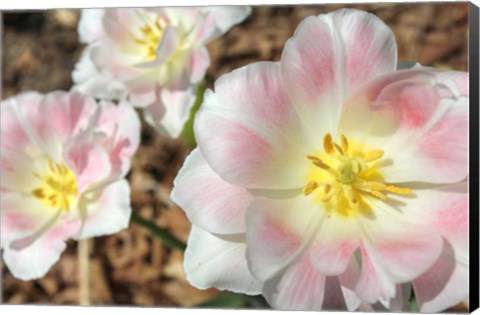 Framed Three Pinks Print