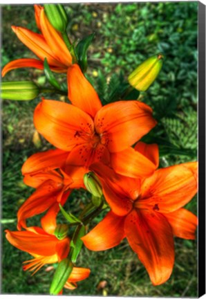 Framed Tiger Lilies I Print