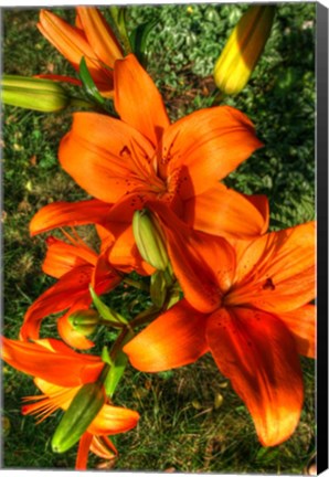 Framed Tiger Lillies III Print