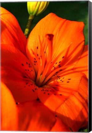 Framed Tiger Lillies IV Print
