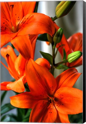 Framed Tiger Lillies V Print