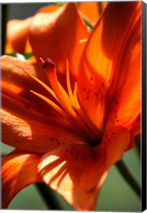 Framed Tiger Lillies VI Print