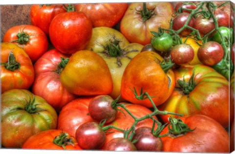Framed Tomatoes 2015 Print