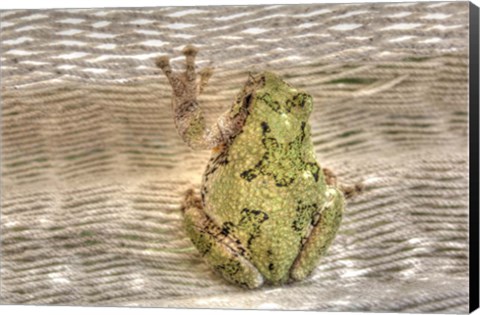 Framed Tree Frog Print