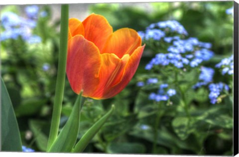 Framed Tulip Blue Background Print