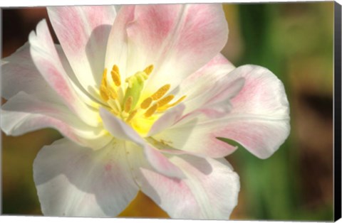 Framed Tulip Pink CU Print