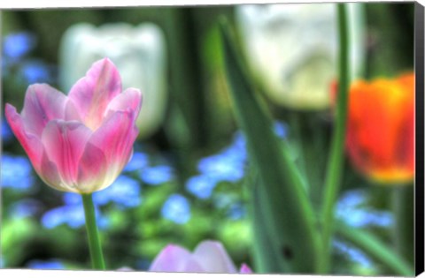 Framed Tulips Four Print