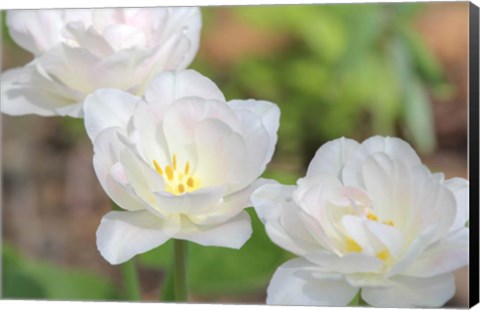 Framed Tulip Three Print