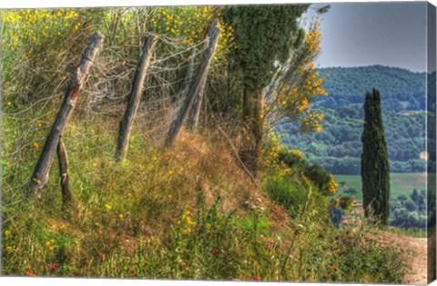 Framed Tuscan Cedar and Fence Print