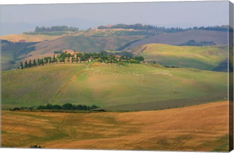 Framed Tuscan Hill Sheep Print
