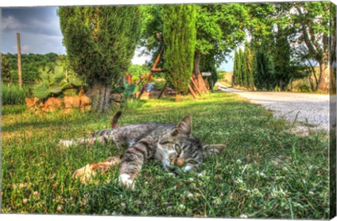 Framed Tuscan Sleepy Cat Print