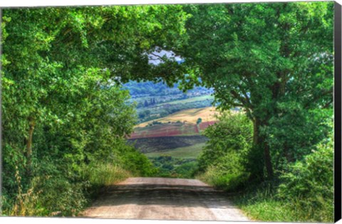 Framed Tuscan Tree Tunnel Print