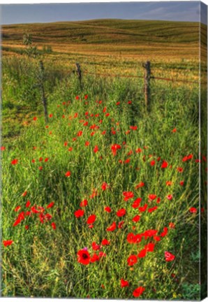 Framed Tuscan Vertical Poppies and Fence Print