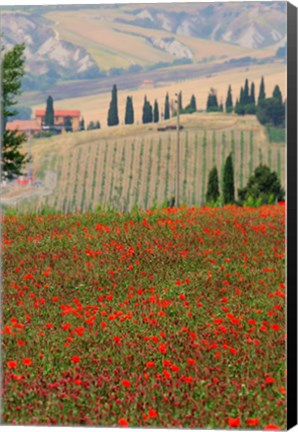 Framed Tuscan Vertical Poppies Print