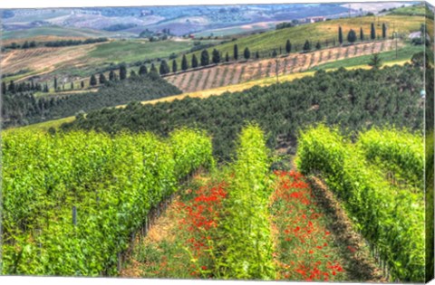 Framed Tuscan Wine Rows Print