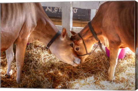 Framed Two Calves Print