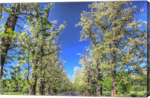 Framed While Tree Blossoms Roadside Print