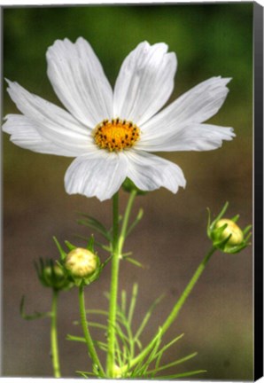 Framed White Flower Vertical Print