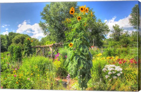 Framed Sunflowers and Garden Print