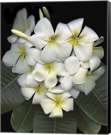 Framed Plumaria Print