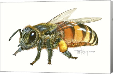 Framed Honey Bee Print