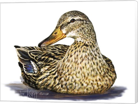 Framed Mallard Duck Print