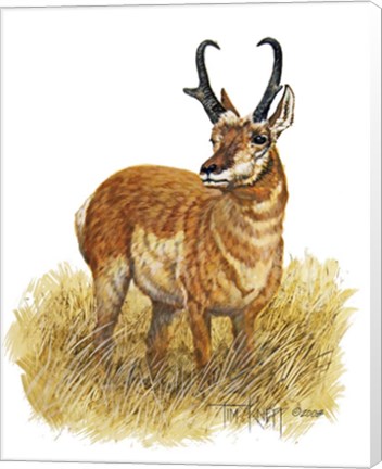 Framed Pronghorn Print