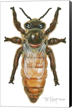 Framed Queen Honey Bee Print