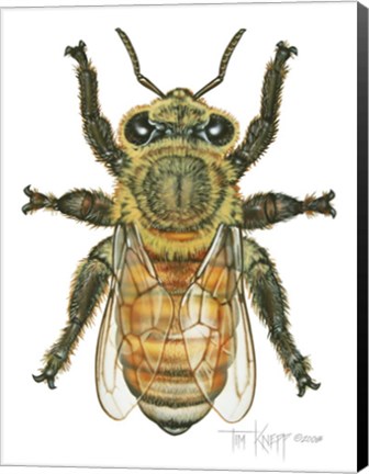 Framed Worker Honey Bee Print