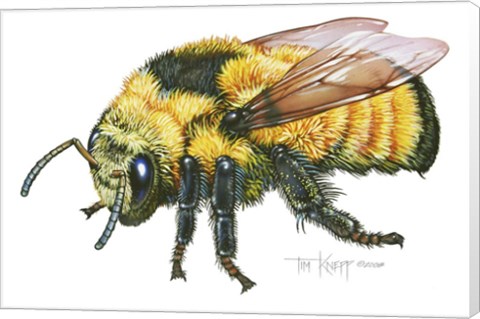 Framed Bumble Bee Print