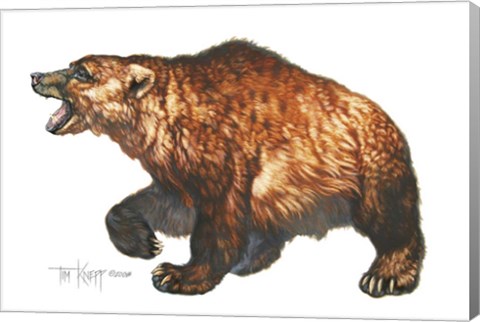 Framed Cave Bear Print