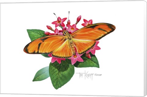 Framed Julia Butterfly Print