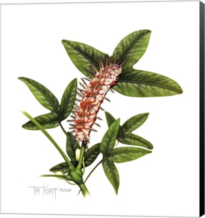 Framed Julia Caterpillar Print