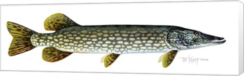 Framed Northern Pike Print