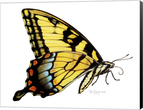 Framed Tiger Swallowtail Butterfly Print