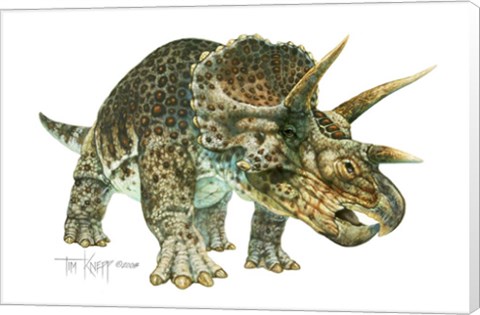 Framed Triceratops Print