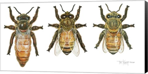 Framed Worker, Drone, And Queen Honey Bees Print