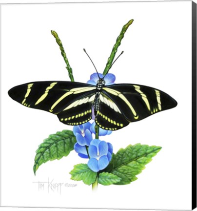 Framed Zebra Butterfly Print