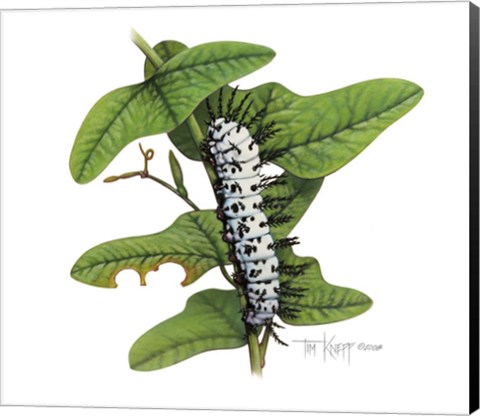 Framed Zebra Caterpillar Print