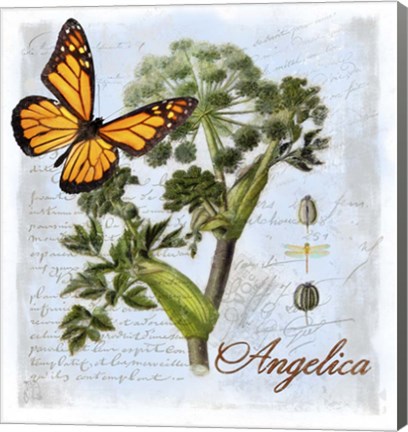 Framed Angelica Herb Print