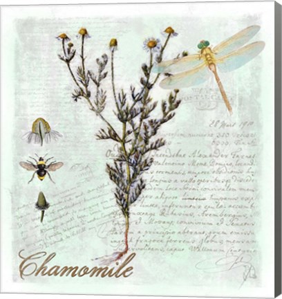 Framed Chamomile Herb Print