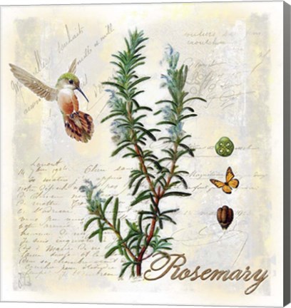 Framed Rosemary Herb Print