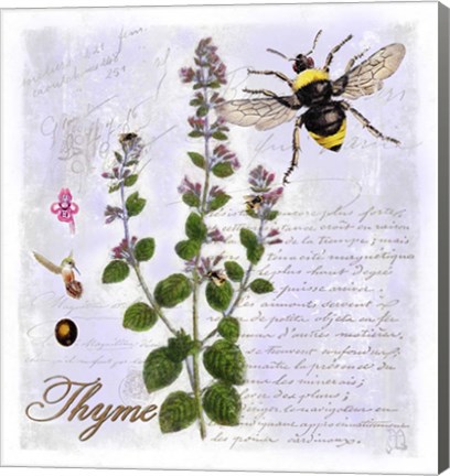 Framed Thyme Herb Print