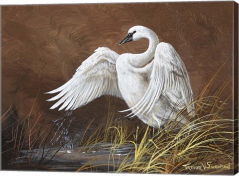 Framed Swan Song Print