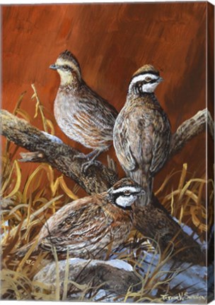 Framed Bobwhite Trio 4 Print