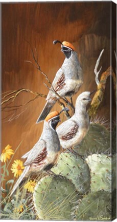 Framed Gambels Gathered Print