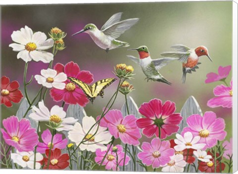 Framed Cosmos and Hummingbirds Print