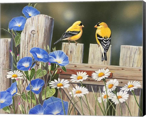 Framed Morning Glories and Finches Print