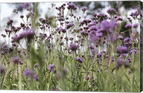 Framed 50 Shades Of Purple Print